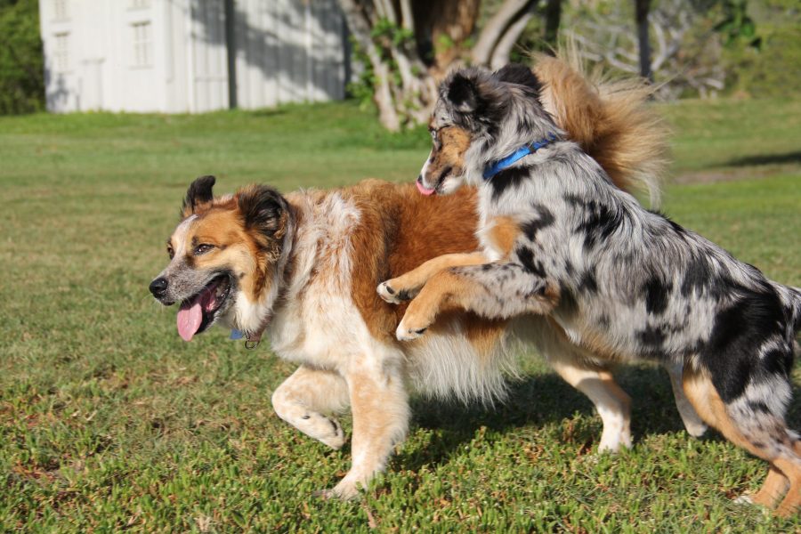 Two dogs playing at the park