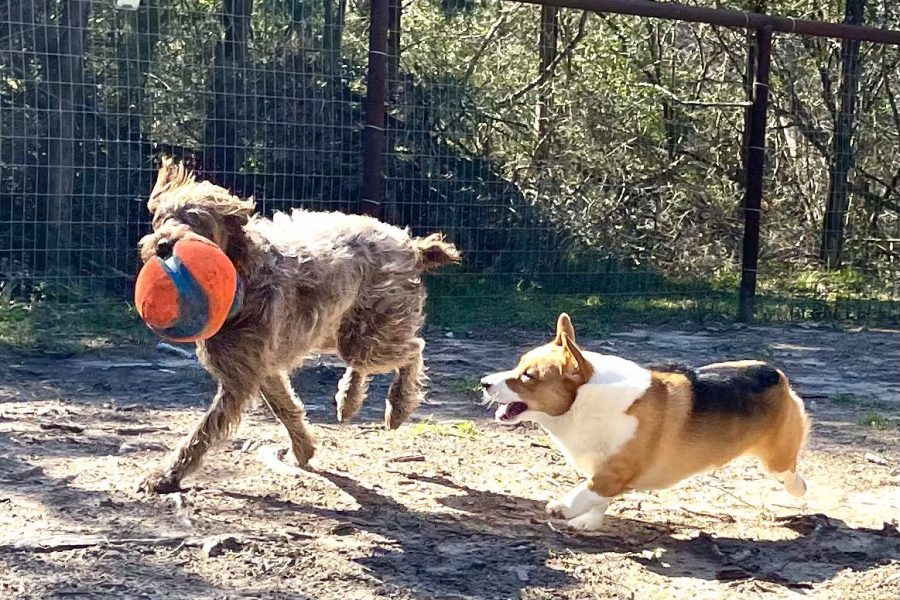 A photo of two dogs playing.